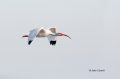 Breeding-Plumage;Eudocimus-albus;Flying-Bird;Ibis;White-Ibis;action;active;aerod